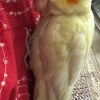 عروس هلندی گم شده|حیوانات|ارومیه, |دیوار