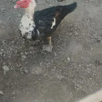 اردک