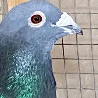 کفتر جان اردن نر چشم گلد