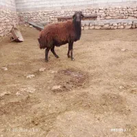 دوراس قوچ گله گرد درشت سنگین وزن به شرط