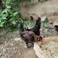 خروس گلین
