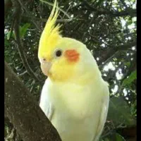 عروس هلندی ماده