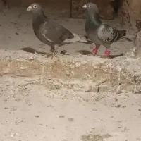 دو عدد تبعیدی