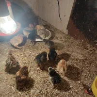 مرغ گلین لری با جوجه