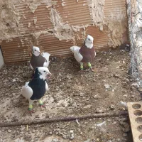 طوقی های نر