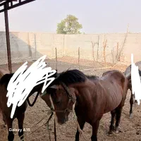 اسب|اسب و تجهیزات اسبسواری|میناب, |دیوار