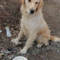 با سلام سگ نژاد گلدن رتریور