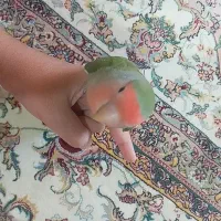 طوطی کوتوله برزیلی