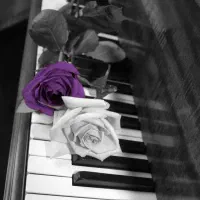 گروه موسیقی پاپ و سنتی