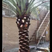 تکریب نخل شادگان