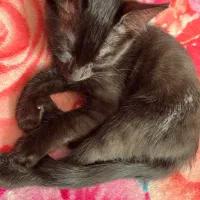 واگذاری گربه