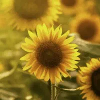 بذر گندم سایسون بوجاری شده