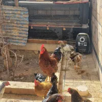 مرغ وخروس|حیوانات مزرعه|رباطکریم, رباطکریم|دیوار