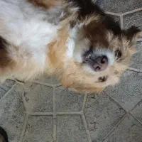 سگ شیتزو|سگ|بجنورد, |دیوار