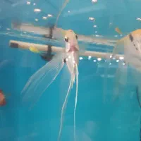 ماهی انجل سوپر باله وارداتی|ماهی|پردیس, فاز ۸|دیوار