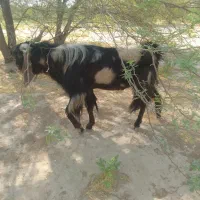 فروش پازن