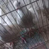 طوقی اجوری جفت ۹۰۰|پرنده|بندرعباس, |دیوار