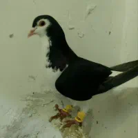 کفتر|پرنده|فیروزه, |دیوار