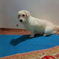 سگ‌پاکوتاه|سگ|گرگان, |دیوار