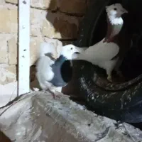 کفتر نرماده طوقی کاکلی پاک