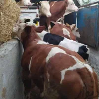 ایستگاه گوساله نر پرواری