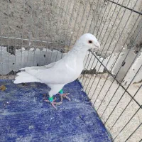 کبوتر|پرنده|بجنورد, |دیوار