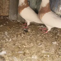 کبوتر طوقی از همه رنگ