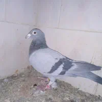 کبوتر|پرنده|مسجد سلیمان, |دیوار