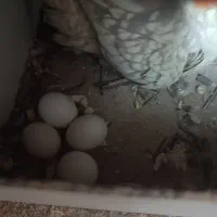 عروس هلندی،طوطی برزیلی،مرغ عشق|پرنده|سنندج, |دیوار