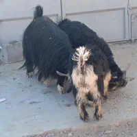 بز گله داری|حیوانات مزرعه|پیر بکران, |دیوار