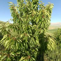 فروش درخت میوه چند ساله|گل و گیاه طبیعی|الیگودرز, |دیوار