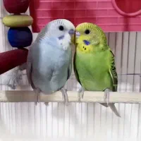 یک جفت مرغ عشق