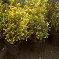 فروش شمشاد سطل ۷ و ۴