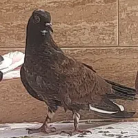 کبوتر گمشده.