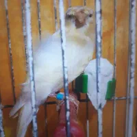 قناری|پرنده|تربتحیدریه, ترمینال|دیوار