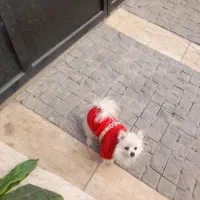 پامرین عروسکی ناز|سگ|تهران, سعادتآباد|دیوار