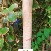 درخت صنوبر نیگرا زودرس ترکیه یک و دوساله