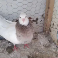 کبوتر گمشده