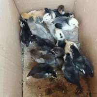 فروش جوجه محای و لری|حیوانات مزرعه|بندرعباس, |دیوار