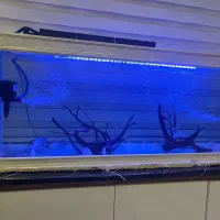 آکواریوم با کل تجزیهات