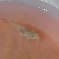 ماهی کف خوار آکواریوم