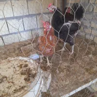 فروش مرغ رسمی و خروس گلین|حیوانات مزرعه|یزد, |دیوار