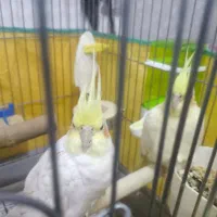 جفت مولد لوتینو