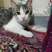گربه خانگی واگذاری رایگان