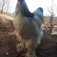 تخم مرغ رسمی|خوردنی و آشامیدنی|ساوه, |دیوار