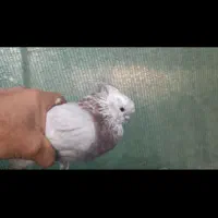 کبوتر کوتاه قنار|پرنده|شاهرود, |دیوار