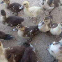 فروش اردک اسراییلی