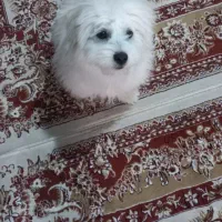 سگ خانگی فروش فوری