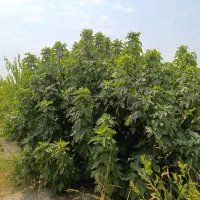 باغ  منصوریه روبروی کوچه باغ