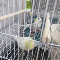 عروس هلندی|پرنده|رامشیر, |دیوار